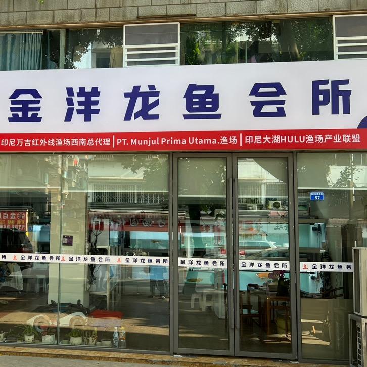 小小龙鱼