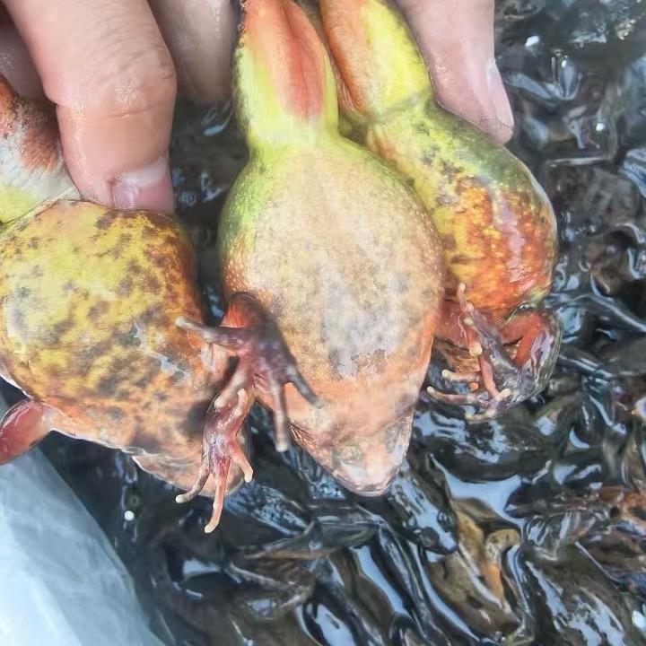 东北林蛙，雪蛤