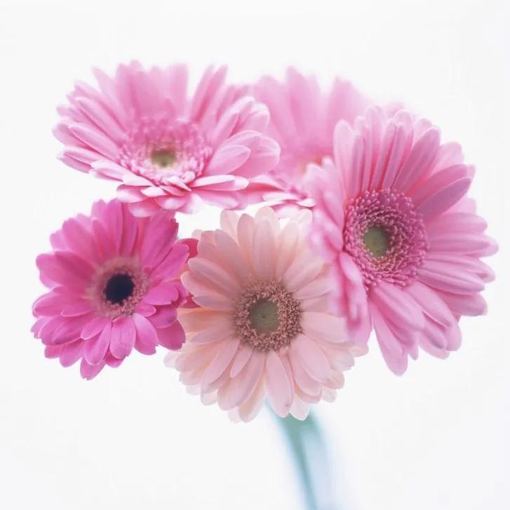小郑花卉
