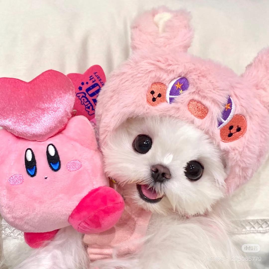 🌸海棠花未眠°