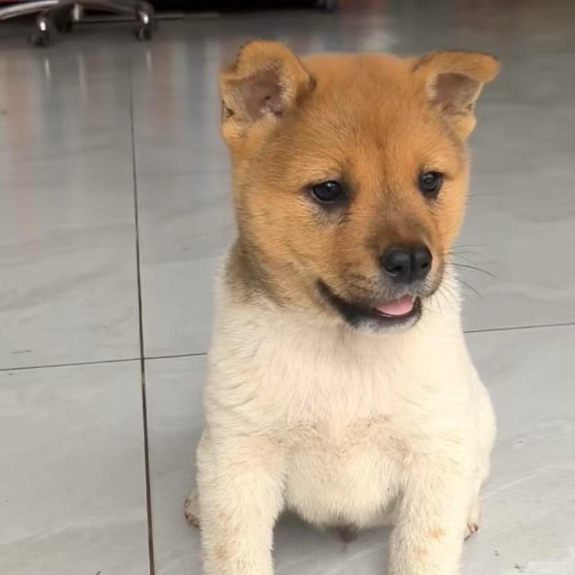 圆滚滚🐷
