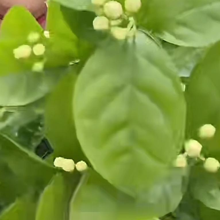 熙哥绿植基地