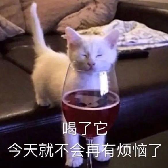 圆球今天吃了么