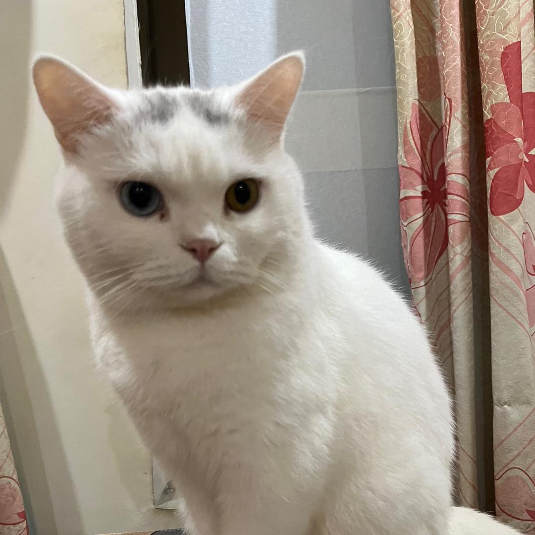 🌈福心家的89只猫