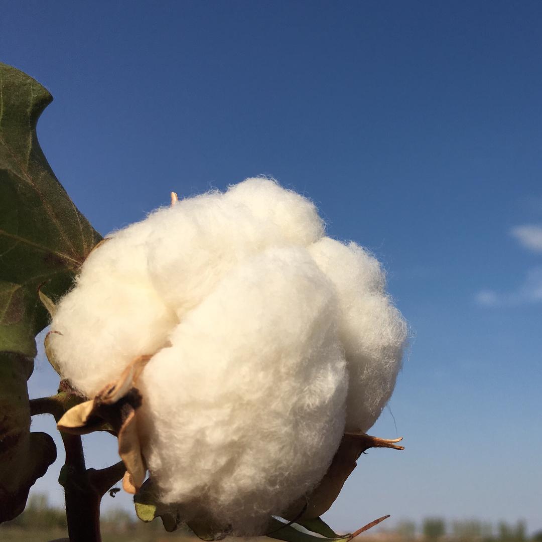 西域新疆棉被店@抖音