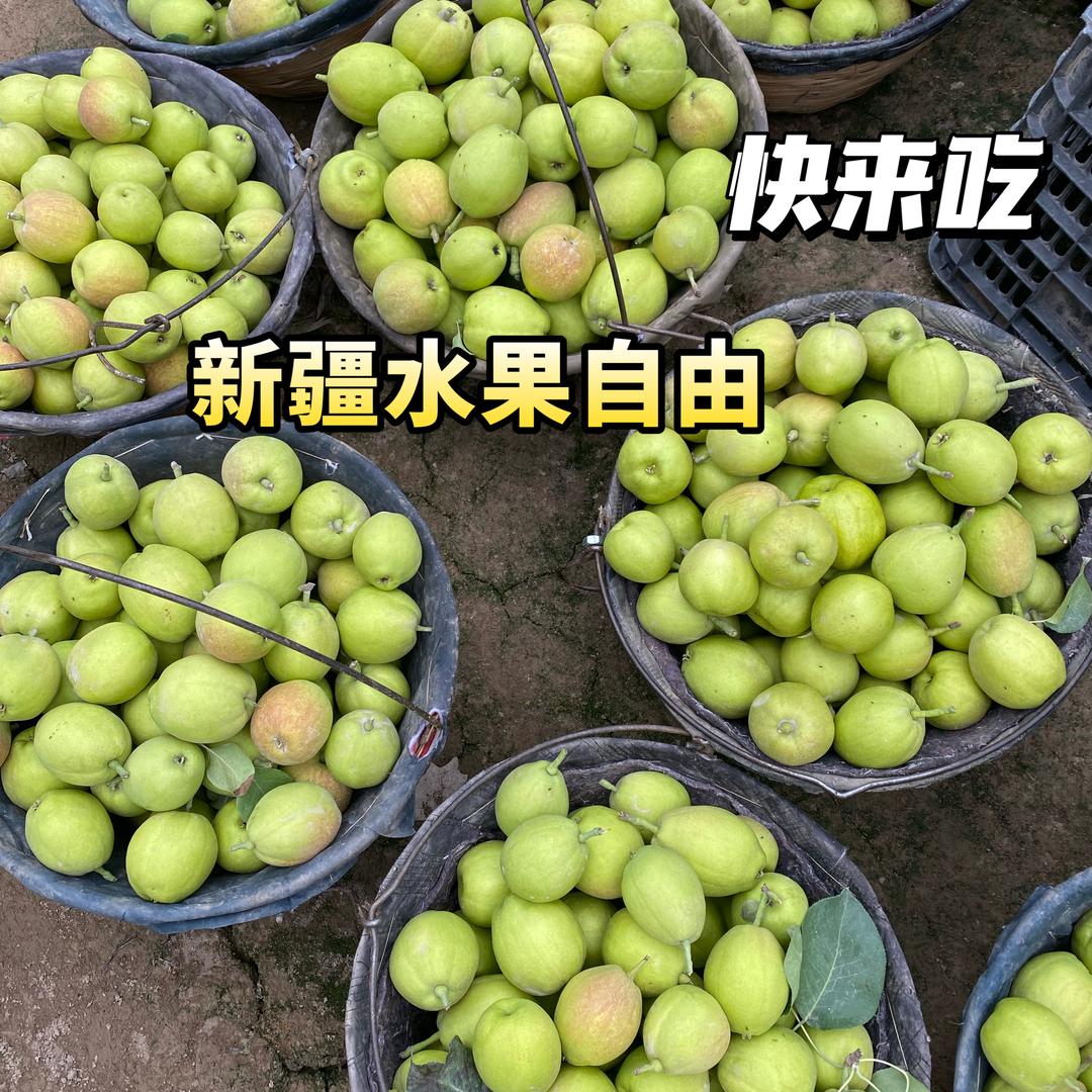 王萍新疆水果果园