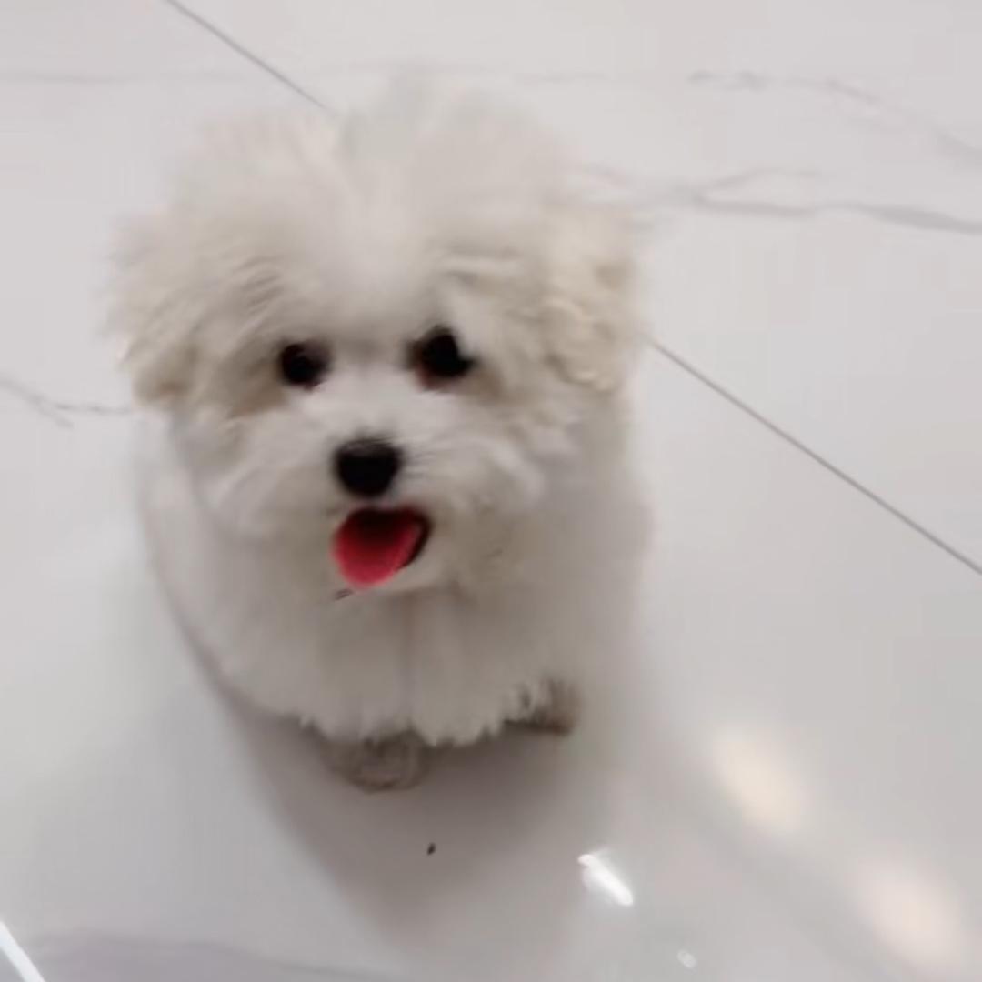 狗狗毛豆