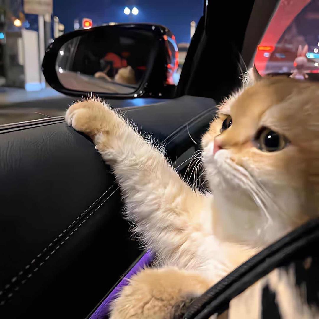 黑 猫