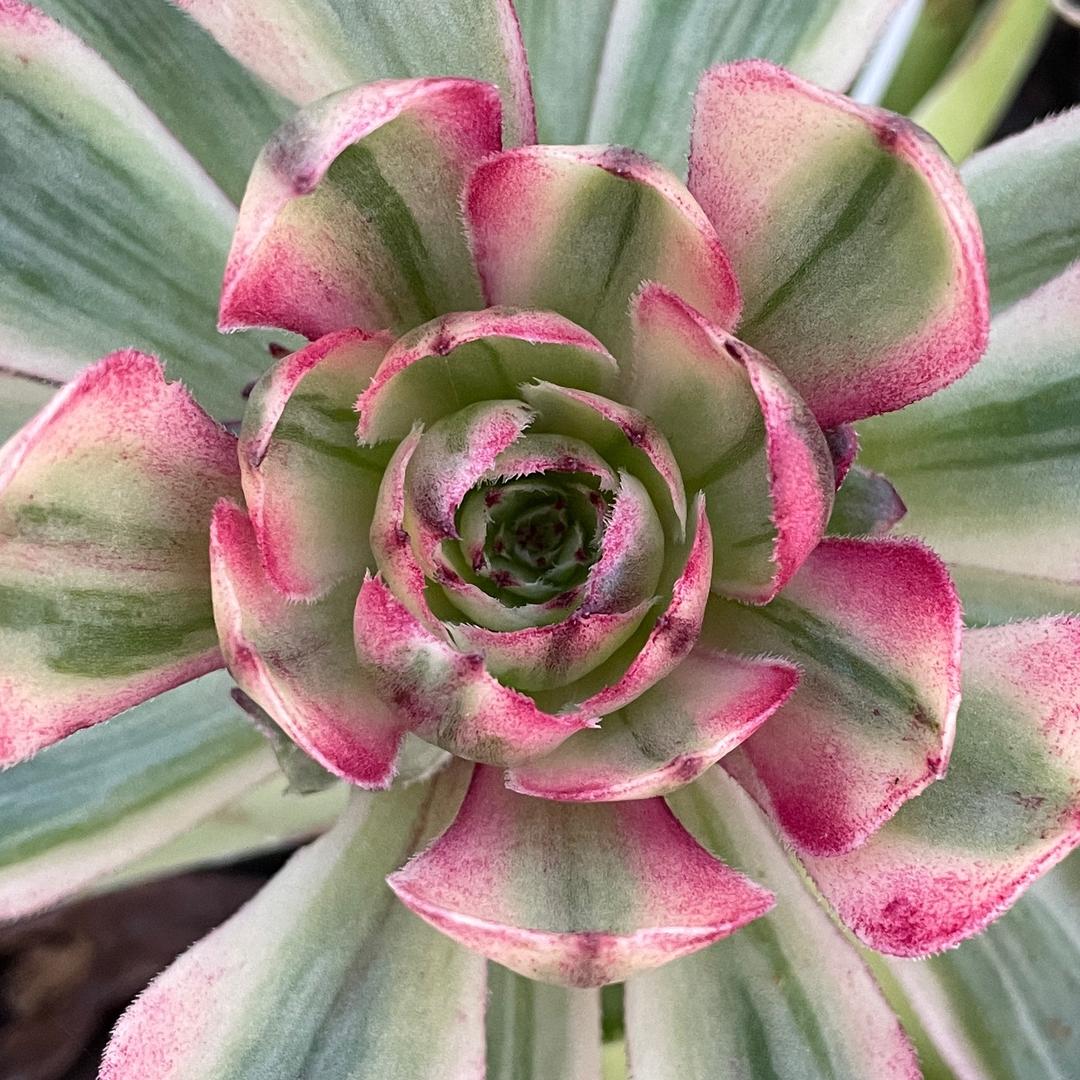 重生之我在云南