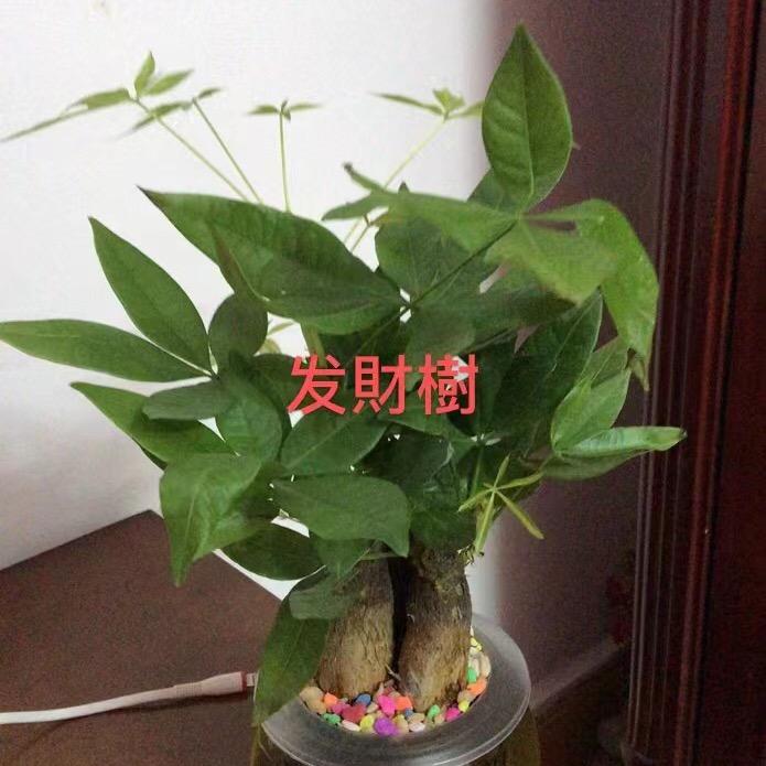 良钦