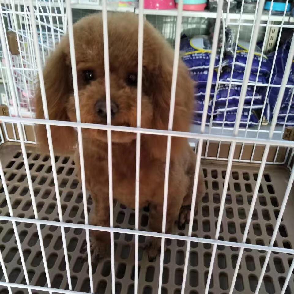 云朵棉花糖头像