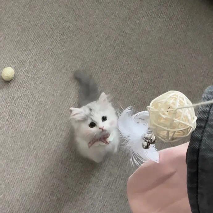 可乐鸡翅