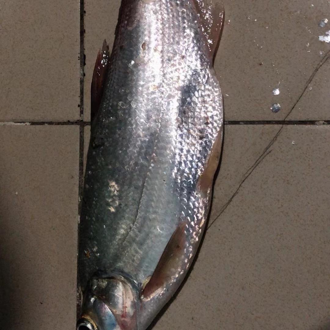 钓鱼🎣人