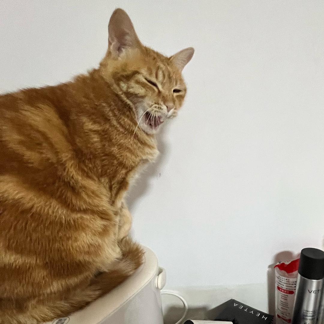 猪猪包包🍳