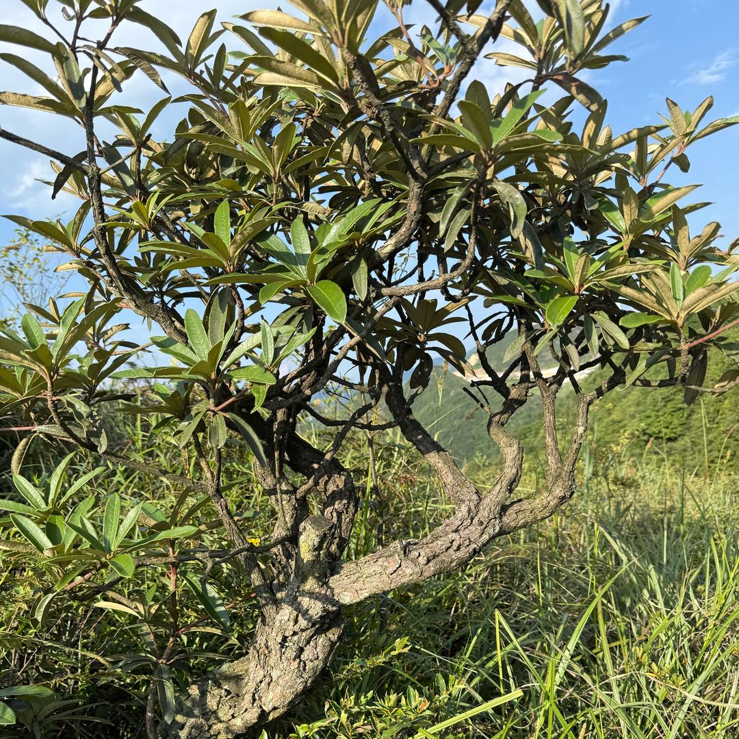 纳雍勇哥精品奇桩