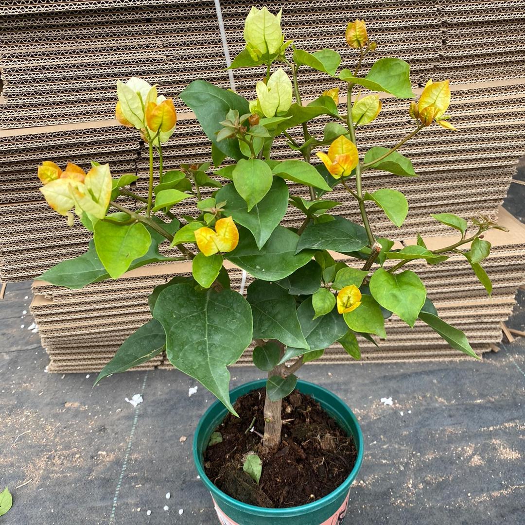 诗绘花舍