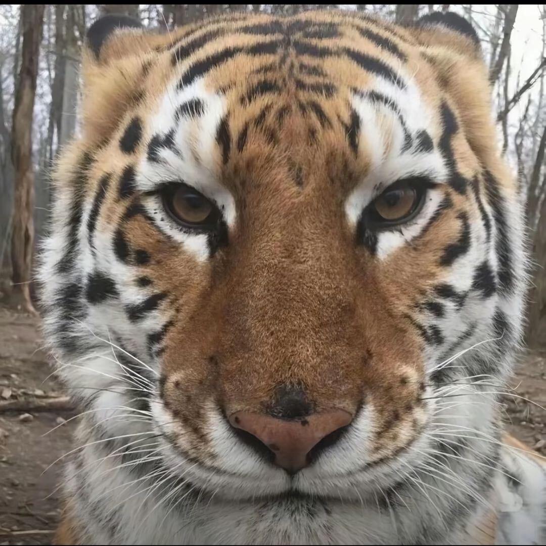 🐯