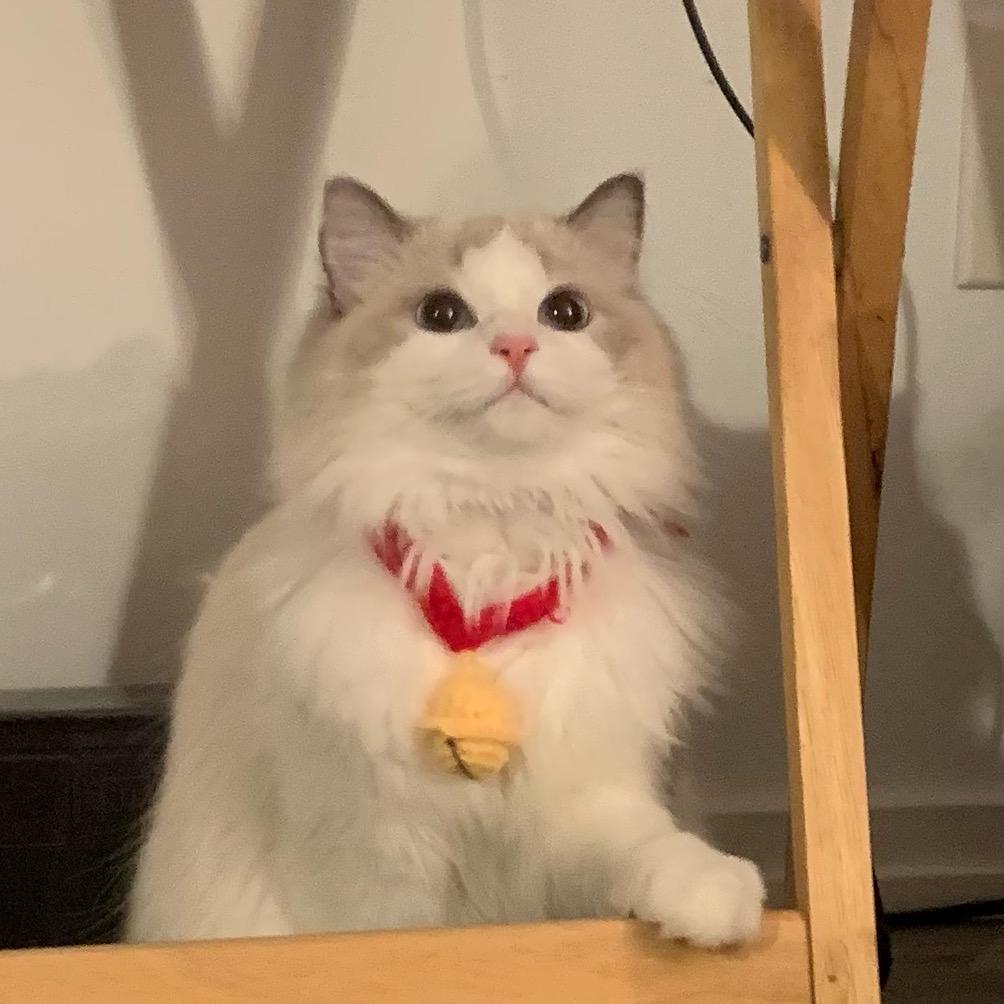 米粒爱吃玉米粒