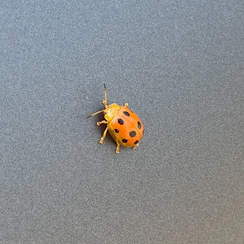 大力水手不吃香菜