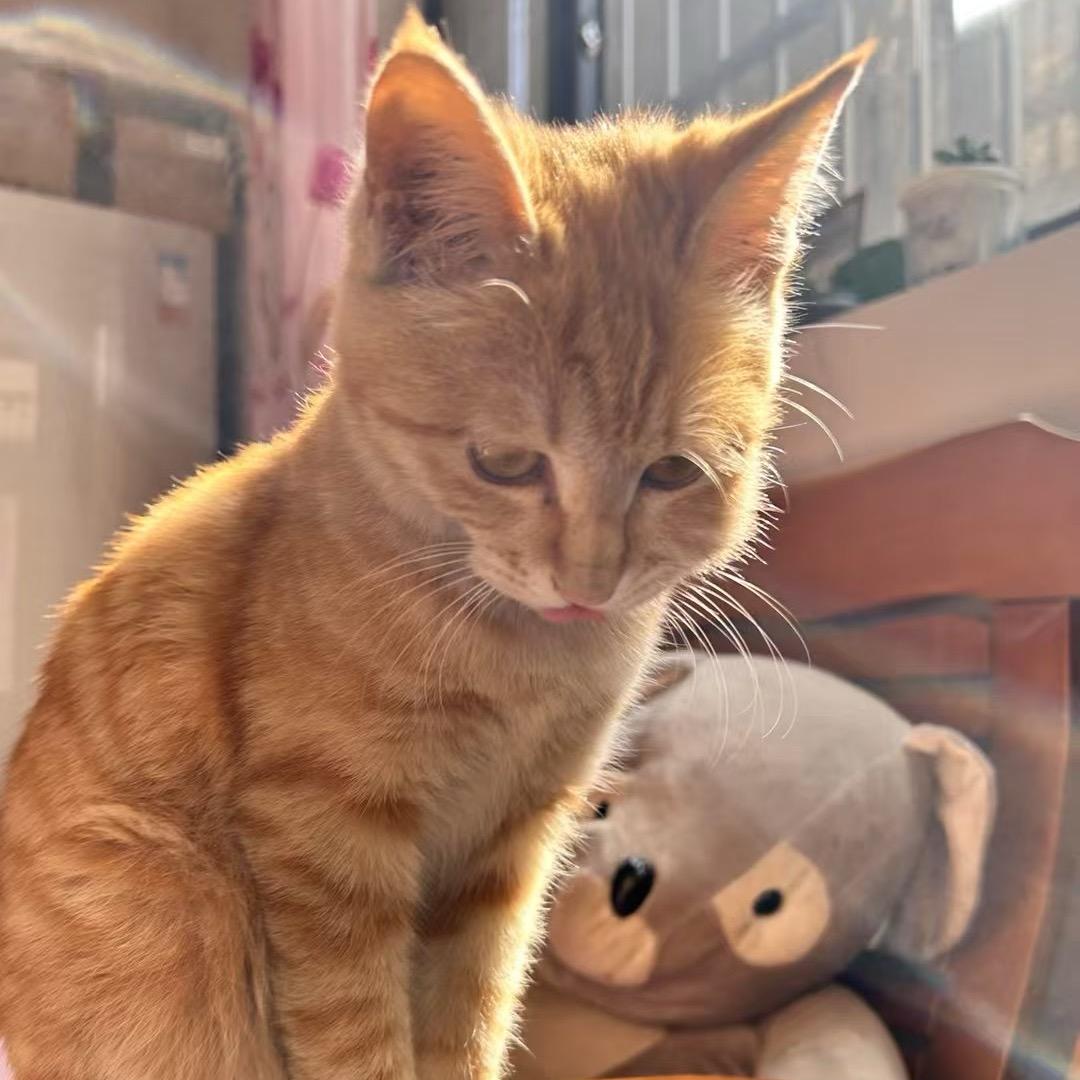 油油是只猫