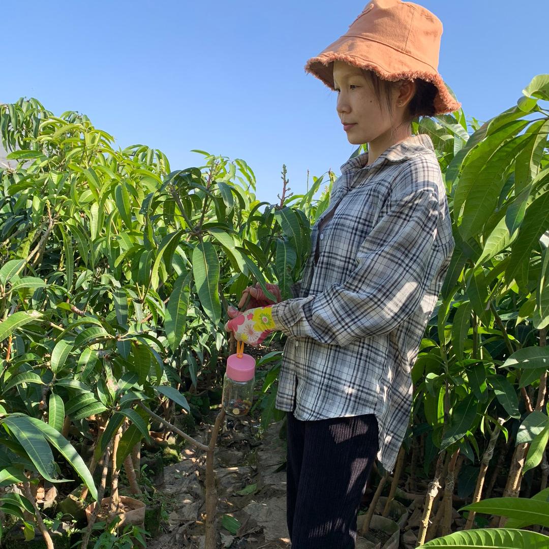 金丽龙果树苗木旗舰店