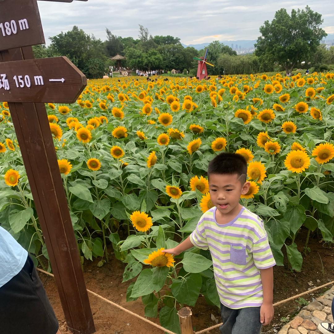 木可