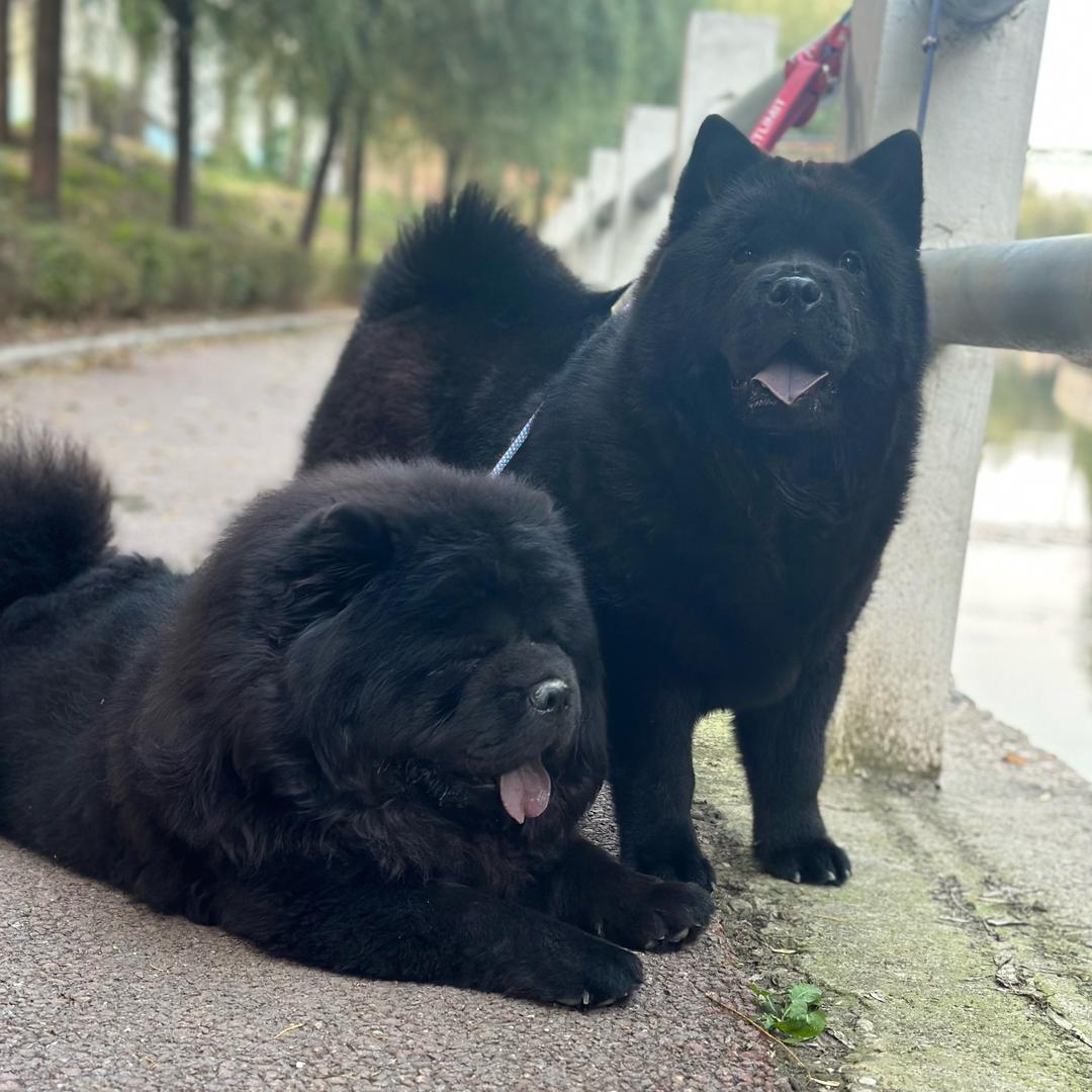 Chow chow马🐎