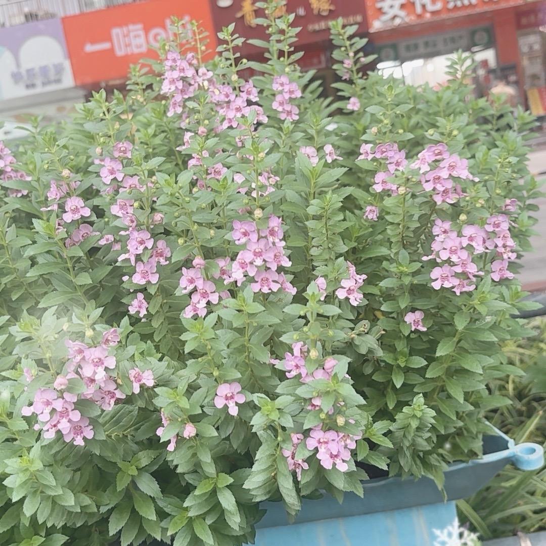 宁愿死也要忘记