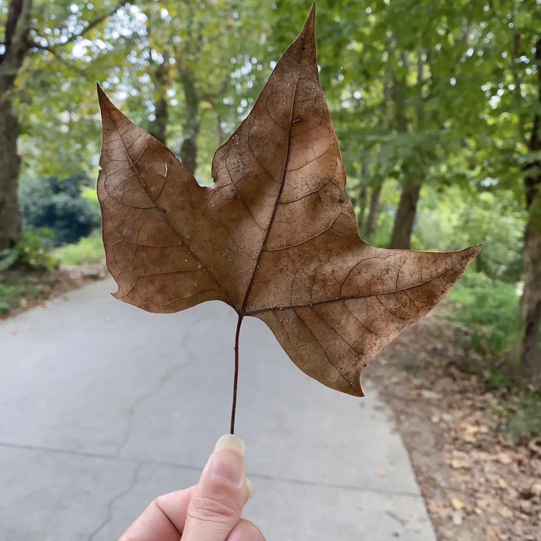 ღ偏爱꧔ꦿ᭄