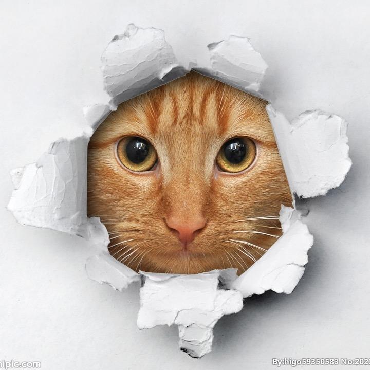 憨憨🐱