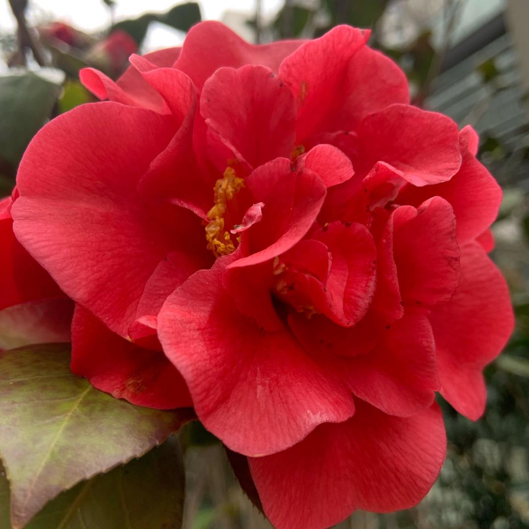桂芳🍒🍒🍒