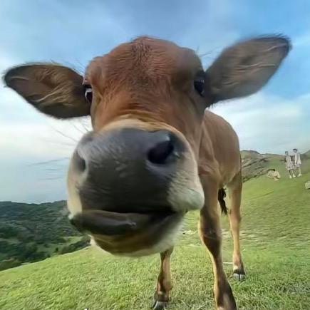 小茹