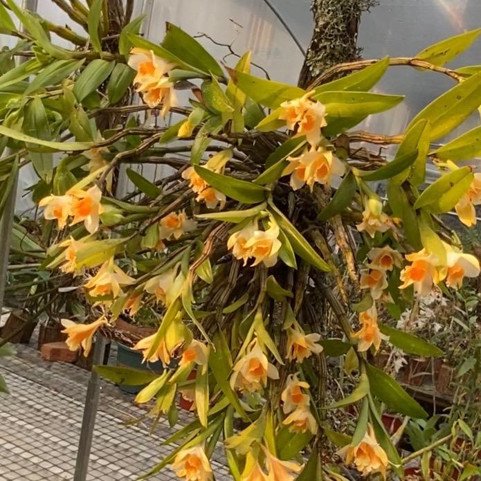 鼓槌金钗哥盆景