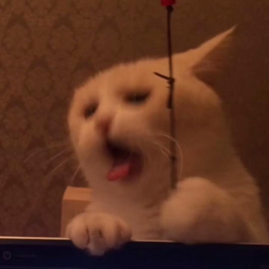 想养只猫