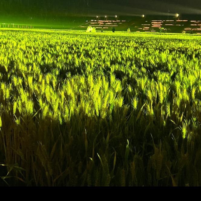 一个小麦🌾