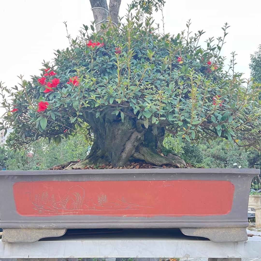 ____花木景