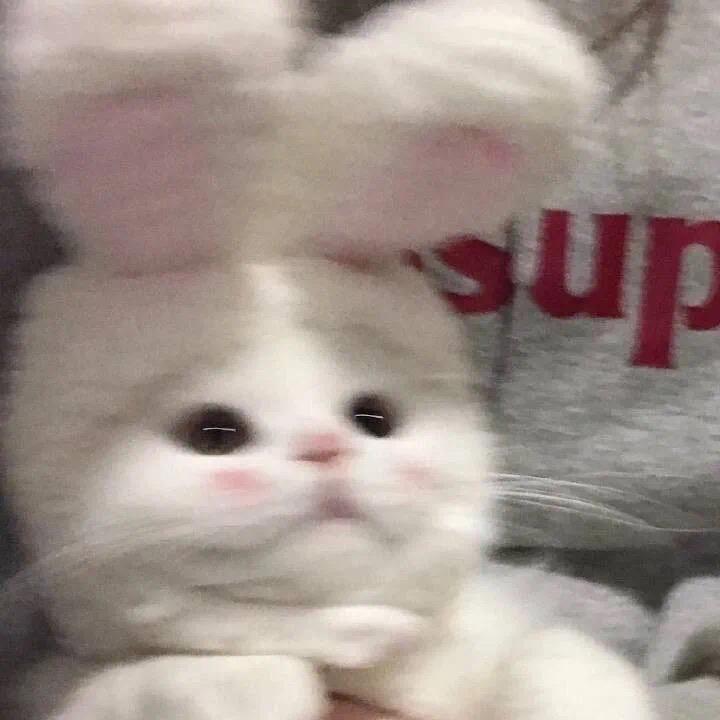 酷不起来了