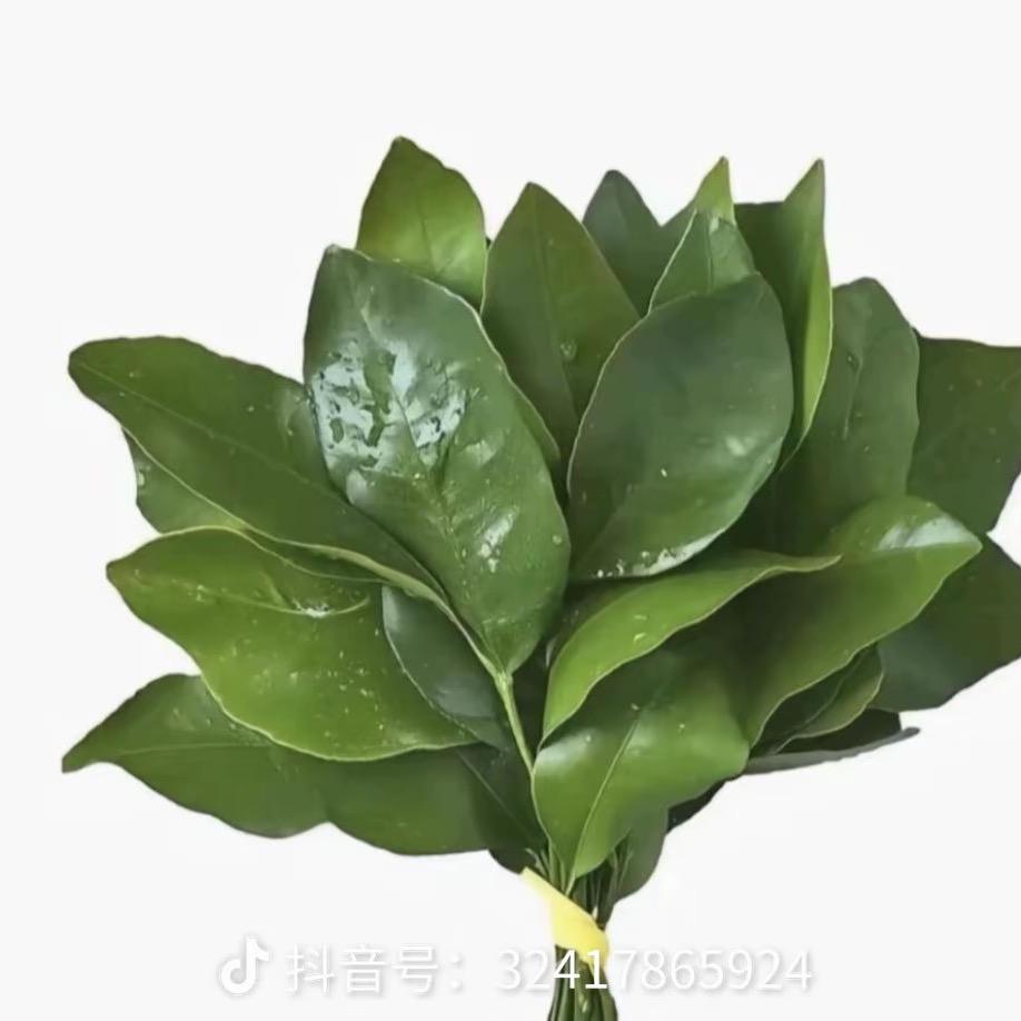 忘忧:༊: