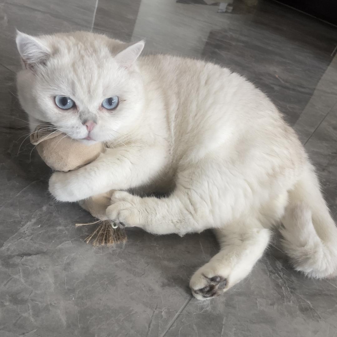 喵喵酱快乐玩具铺