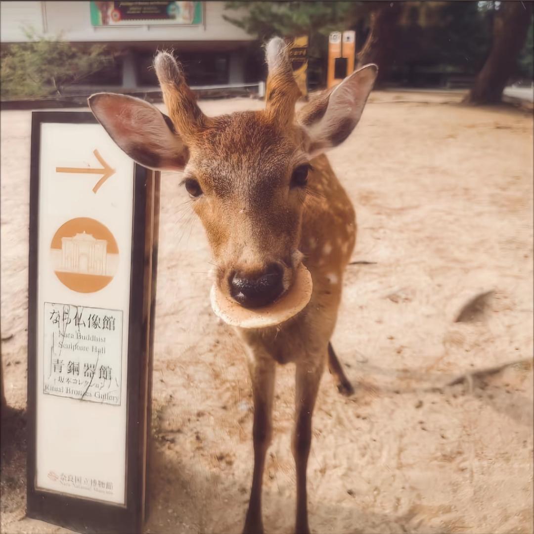 bilibi吧啦吼