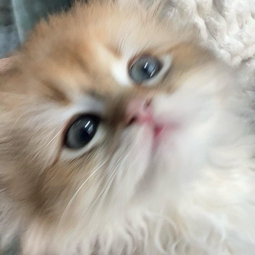 羊木