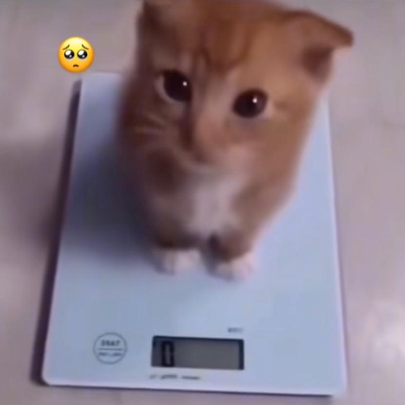 咪咪咪咪球