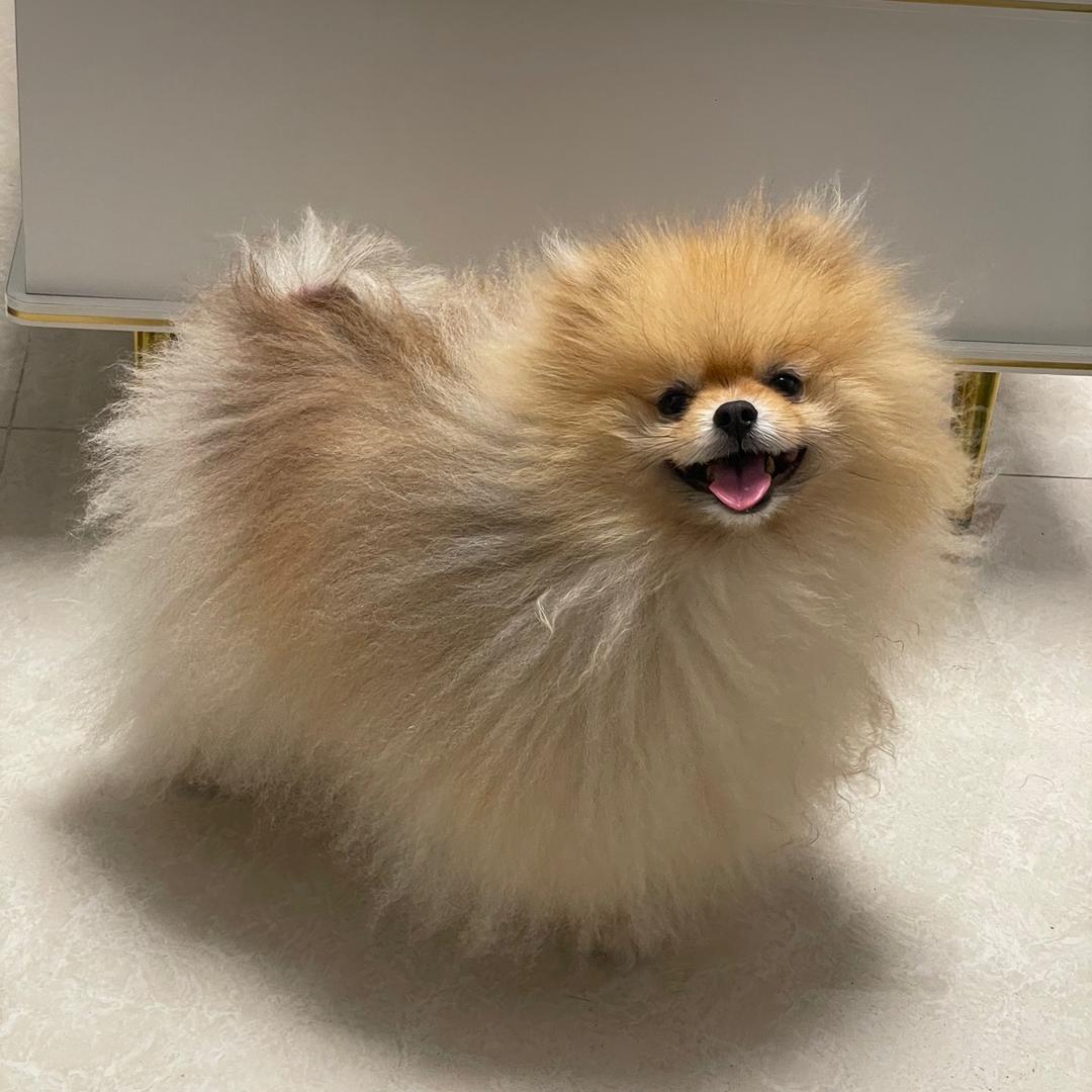 毛绒绒