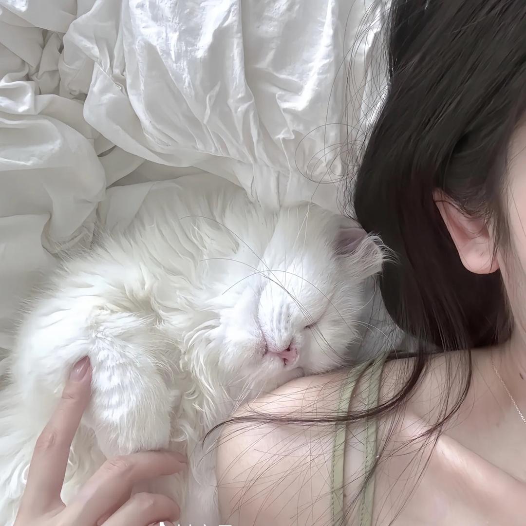 布偶追剧