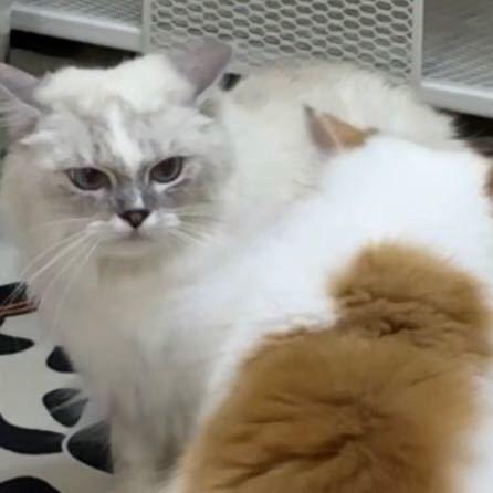 酷猫和香菜