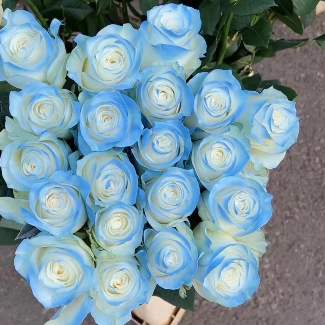 花卉予