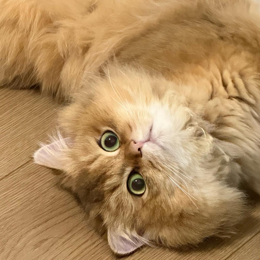 小酒喵ⁿⁿ