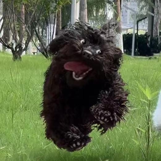 汪汪汪汪汪汪汪汪