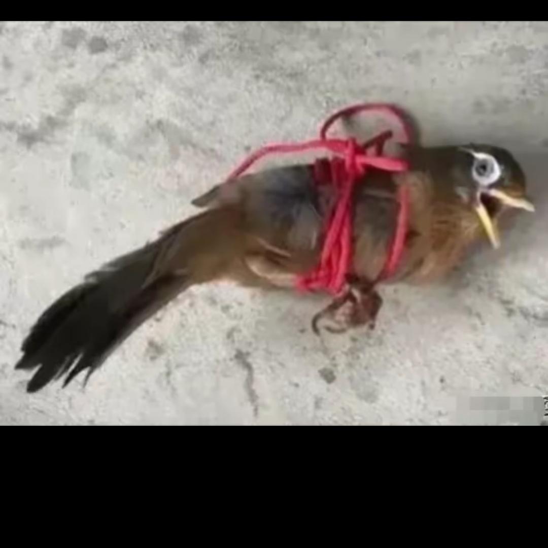 坐等鸟进笼