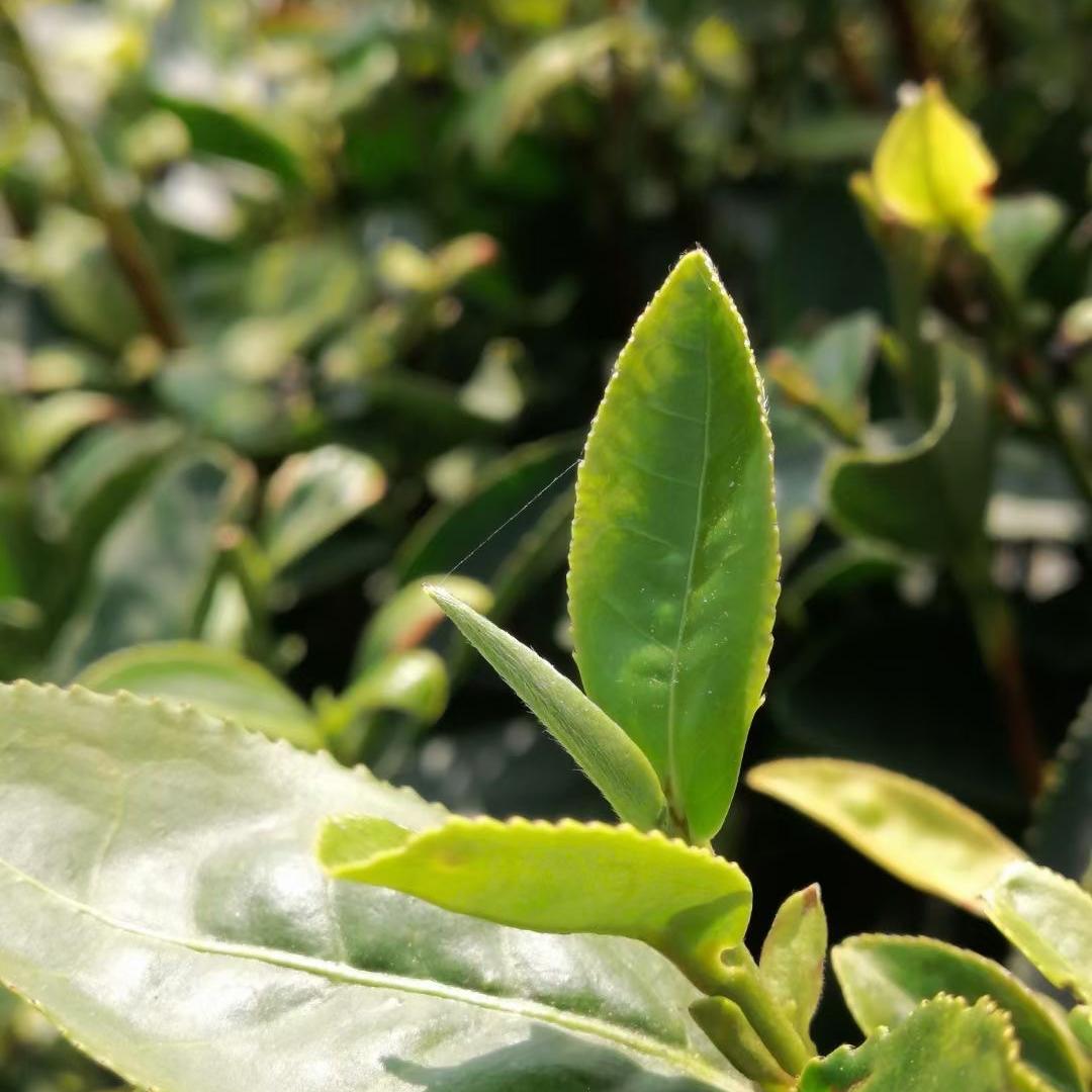 日照绿茶茗辉